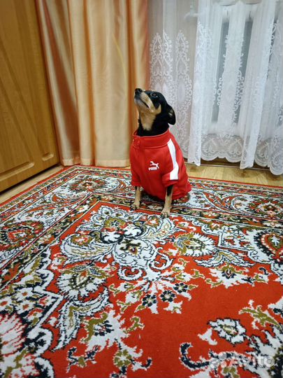 Одежда для собак