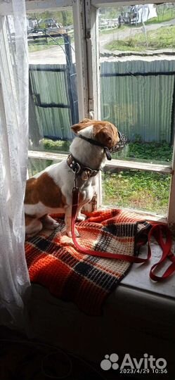 Джек Рассел терьер