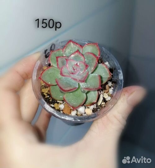 Суккуленты #2