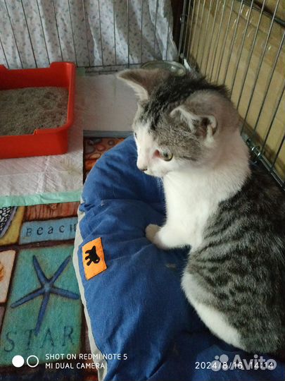 Найден котенок