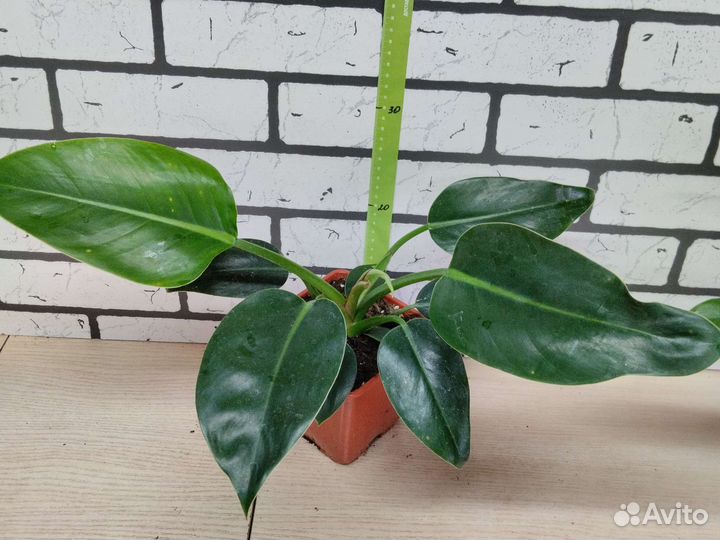 Филолендрон 2