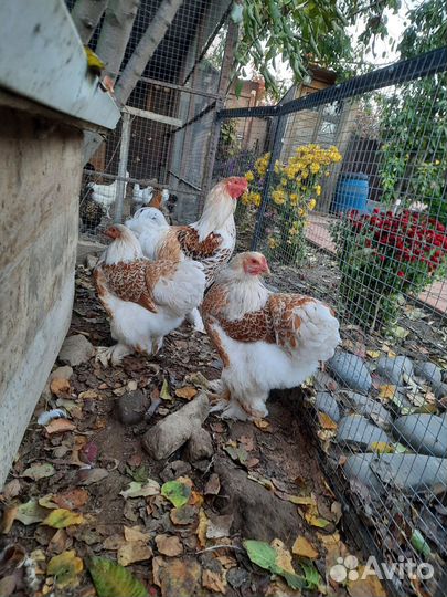 Инкубационное яйцо