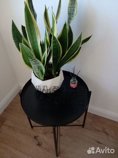 Продам цветы комнатные