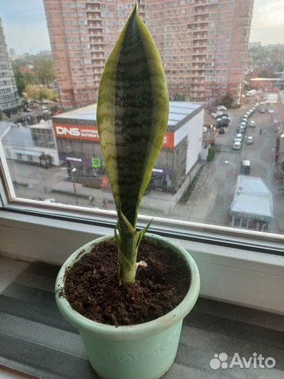 Сансевиерия(тещин язык)