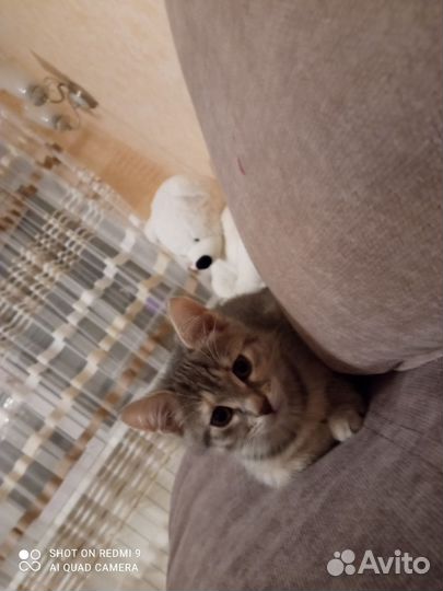 Кошки в добрые руки