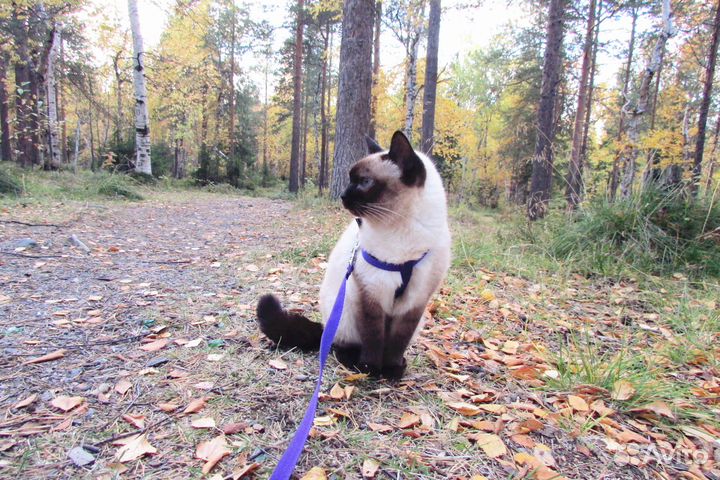 Передержка кошек