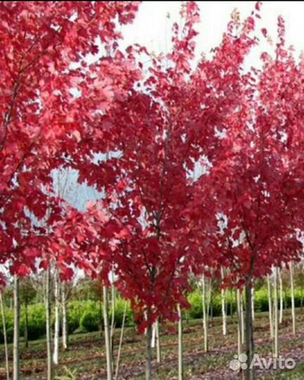 Красный клен