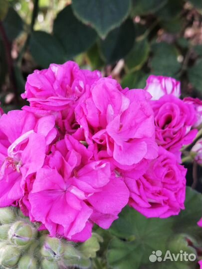 Пеларгонии сортовые