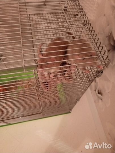 Крысы с клеткой