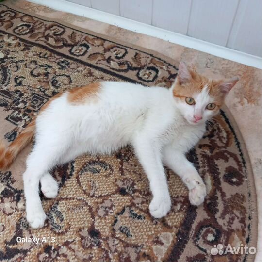 Котик Тимофей