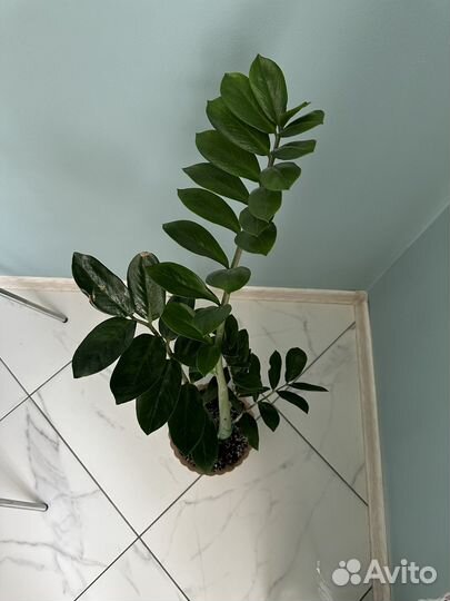 Замиокулькас