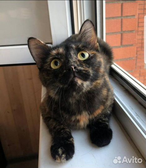 Кошка в добрые руки