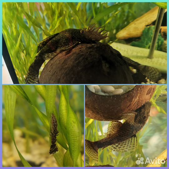 Всё для Аквариума.Сомики.Растения.Грунт.Грот