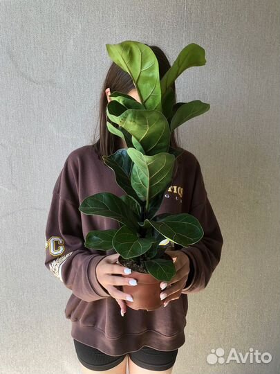 Фикус Лирата Бамбино и Робуста