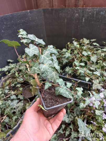 Плющ вечнозеленый