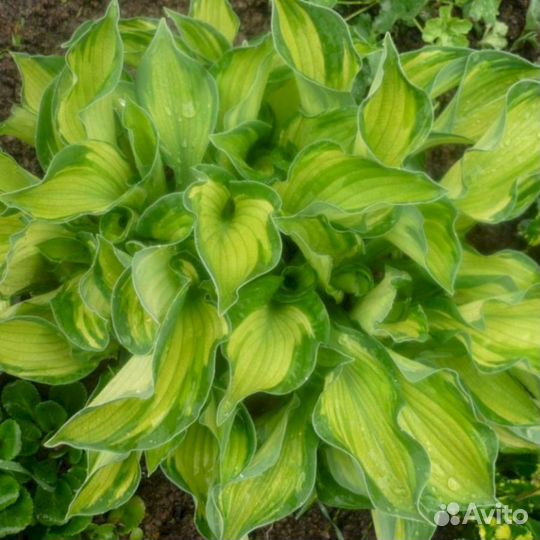 Хосты Альбопикта