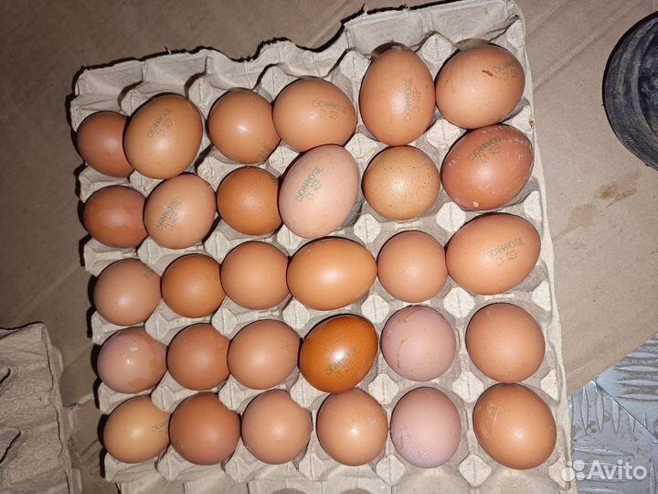 Яйцо куриное опт