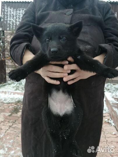 Щенки немецкой овчарки