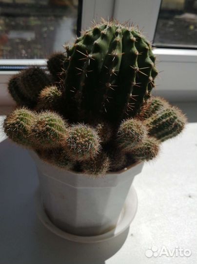 Кактусы и суккуленты