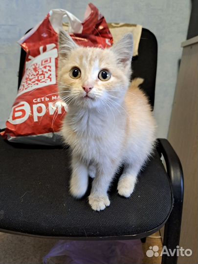 Котёнок мальчик