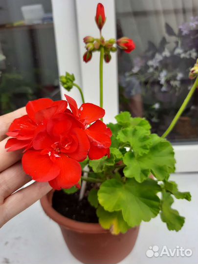 Сортовые пеларгонии (обмен или продажа)