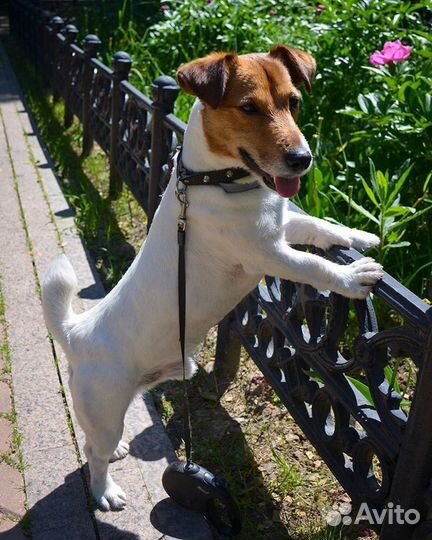 Передержка животных в домашних условиях