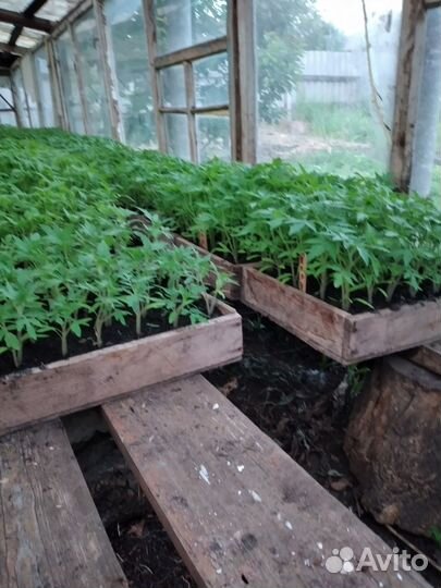 Рассада помидор и перцев