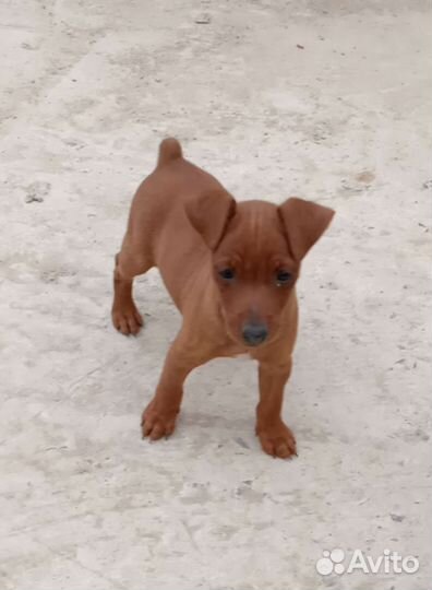 Щенки цвергпинчера