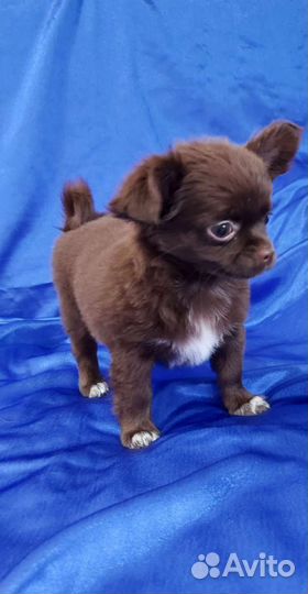 Чихуахуа Шоколадная Девочка и Лиловый Мальчик