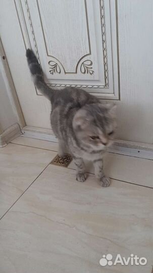 Кошки вислоухие бесплатно
