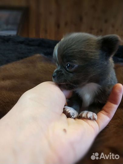 Чихуахуа.Мальчик размером с пальчик