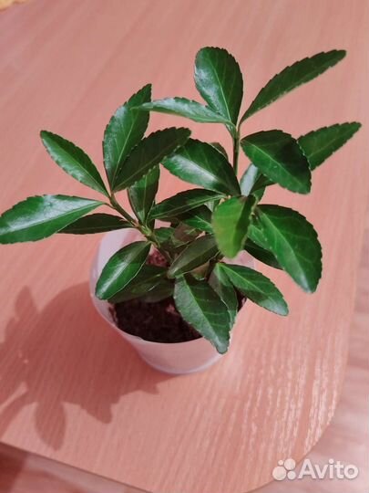 Бересклет японский зеленый