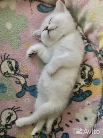 Котёнок шотландский