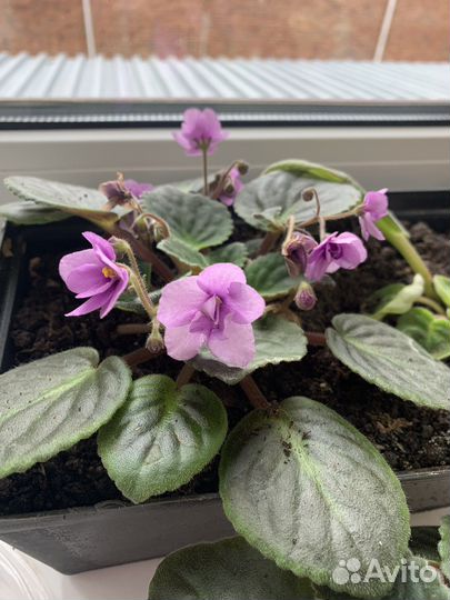 Продам фиалку