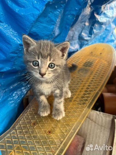 Котята в добрые руки 1, 5 месяца