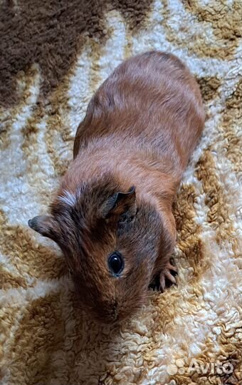 Морская свинка калифорния