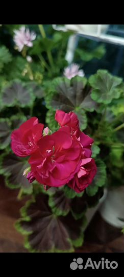 Пеларгония герань