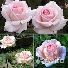 Роза Принц Жардиньер/ Пушкин