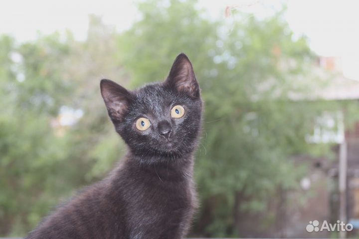 Котенок (мальчик)