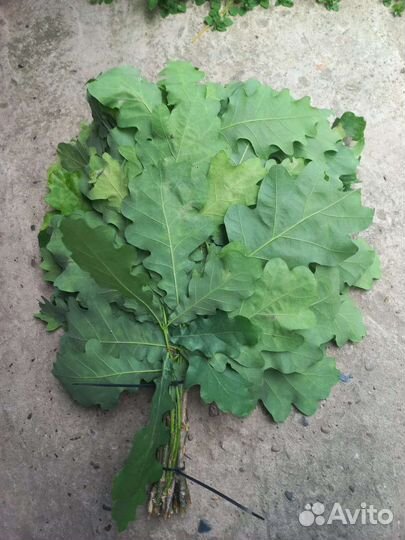 Дубовые веники для бани