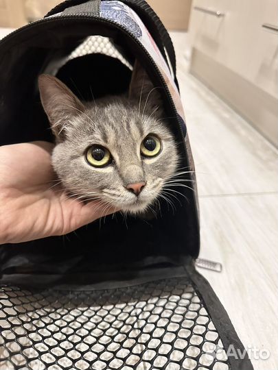Отдам кота в добрые руки