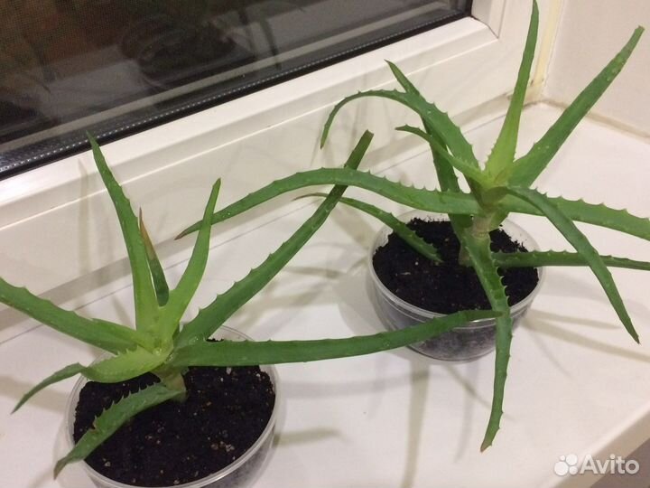 Алоэ цветок лечебный