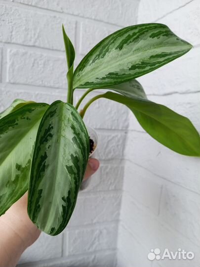 Аглаонема Сильвер Бэй