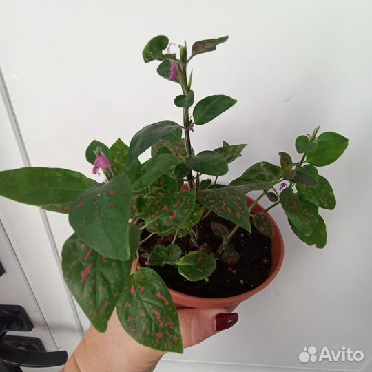 Комнатные цветы