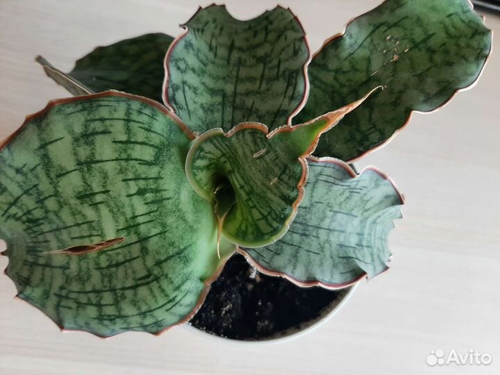 Сансевиерия Стар Грин Гранит