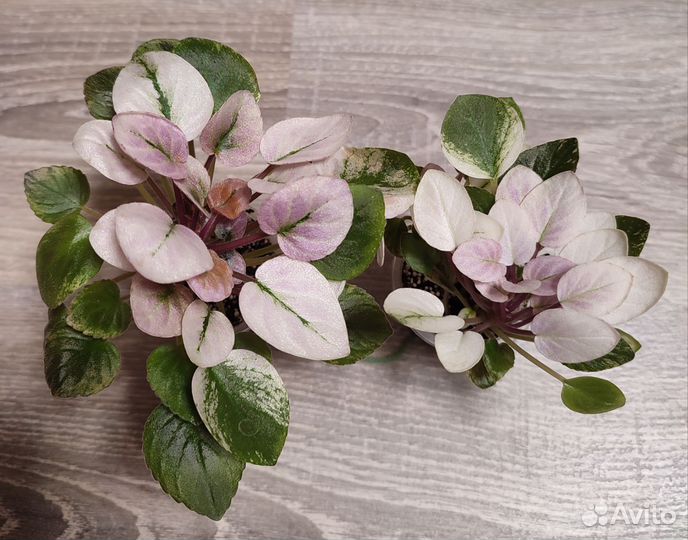 Трейлерные фиалки