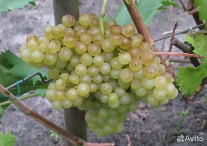 Саженцы и черенки винограда