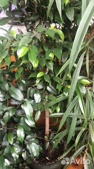 Фикусы, юкка, драцена, пальма