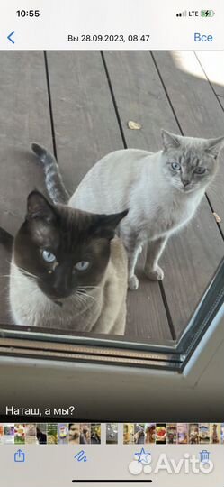 Тайский кот приглашает на вязку