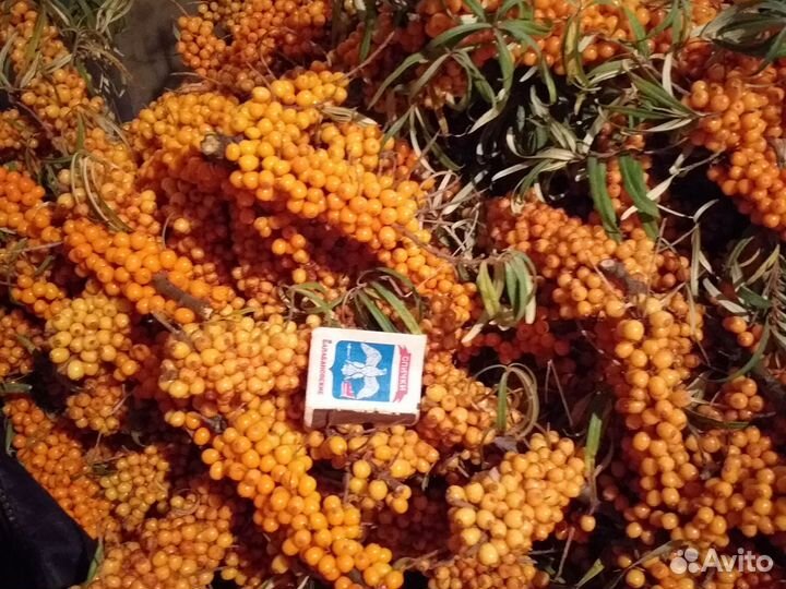 Облепиха ягоды